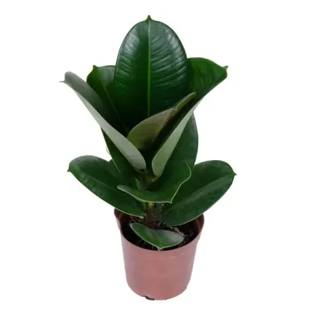 Фикус эластика Кинг Конг ø10 h10 см