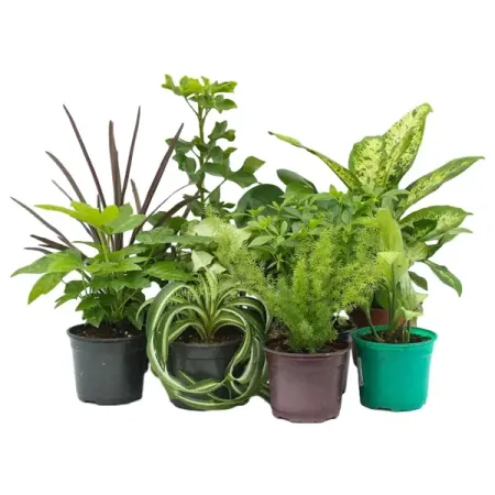 Растение комнатное в ассортименте ø12 h15 см брелок ball masquerade пушистый друг 9 см 1 шт в ассортименте