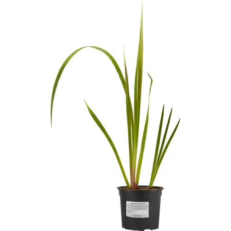 Ирис болотный ø17 h30 см андрей станиславович нуждин зона питер сбой системы