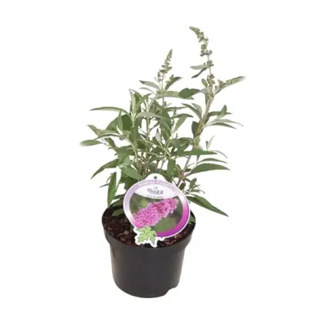 Буддлея Давида Баз Виолет h30 - 40 см псалтирь пророка давида