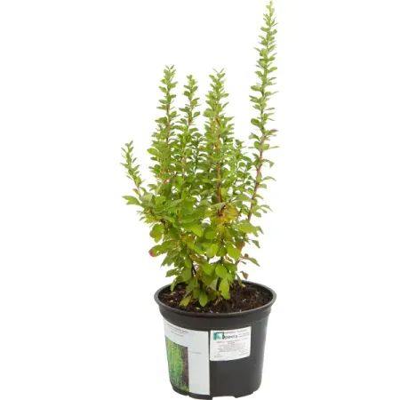 Барбарис Тунберга «Тунберга Эректа» 1.5 л h15 см