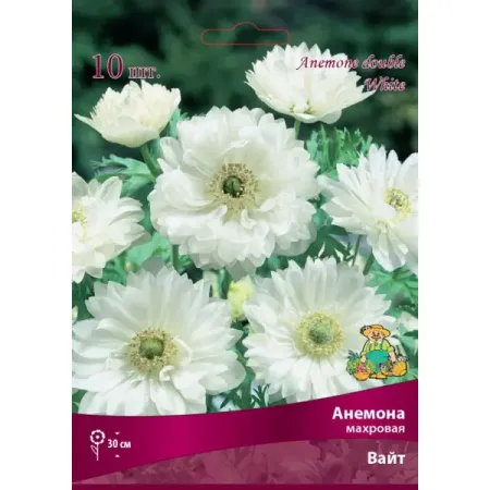 Анемона махровая Вайт луковица 5/6