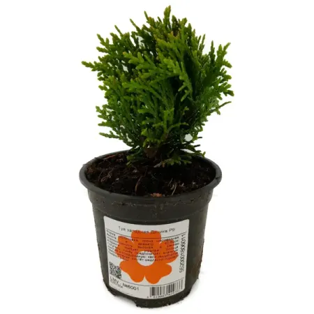 Туя западная «Голден Смарагд» 9x25 см