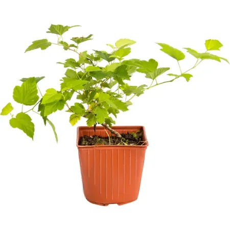 Пузыреплодник «Ауреа С2», 40 см