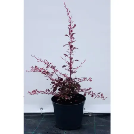 Барбарис тунберга Роуз Глоу ø19 см h40-60 см patuopro 21в бесщёточный триммер для живой изгороди