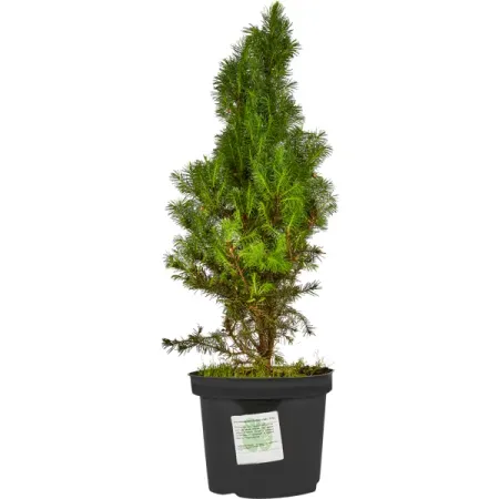 Ель канадская Дэйзис Уайт h20 - 40 см