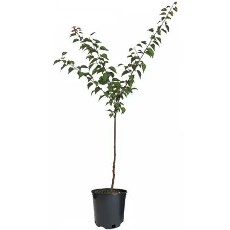 Саженец Персик микс h180 см Поиск инвест