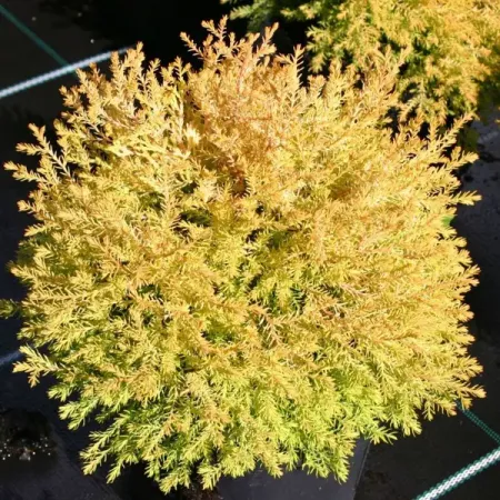 Туя западная Рейнголд h20 см копия монеты 1748 датская западная индия 12 шиллинг фредерик v посеребренная