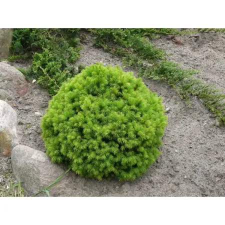 Ель канадская Альберта Глоб h10 - 15 см