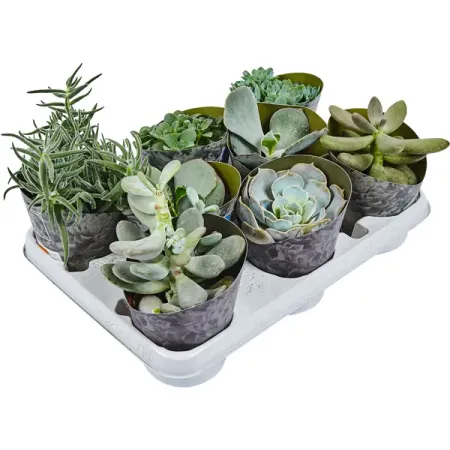 Суккулент микс 10.5x10 см а и числа