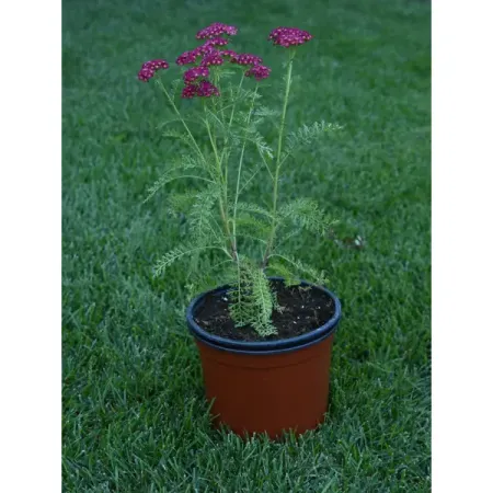 Тысячелистник обыкновенный 2 л h20 см юрий константинов тысячелистник кипрей природные лекарства