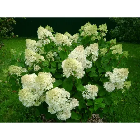 Гортензия метельчатая Силвэ Доллар ø14 h100 см