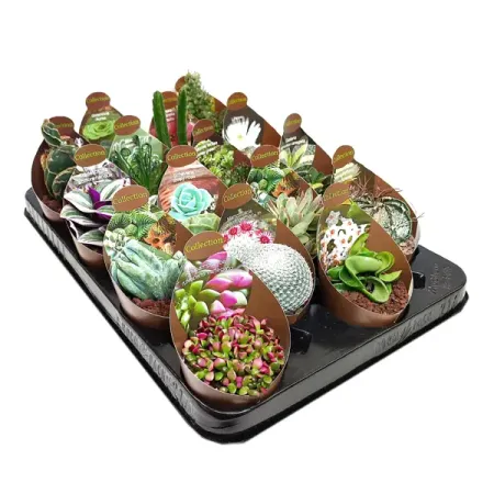 Кактус и суккулент Коллекция микс ø6.5 h8 см