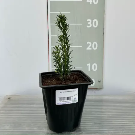 Тисс средний Хилли ø14 h300 см резиновая статуэтка средний палец