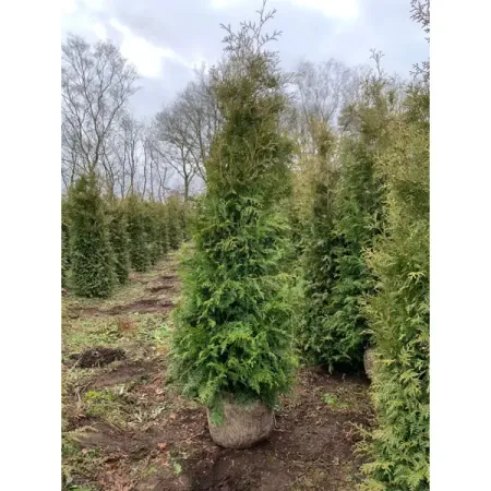 Туя западная Брабант ø30 h180 - 200 см