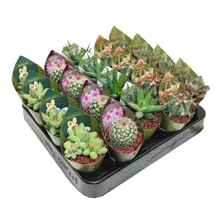 Кактус и суккулент микс ø5.5 h7 см