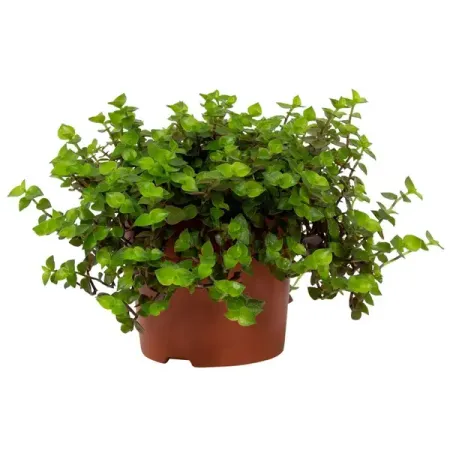 Каллизия ø12 h16 см