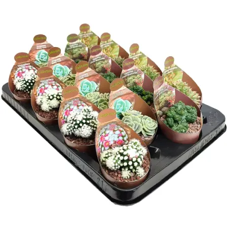 Кактус и суккулент микс ø6.5 h8 см