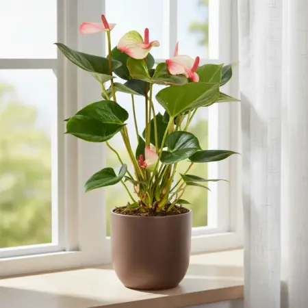 Антуриум Элеганс ø12 h35 см