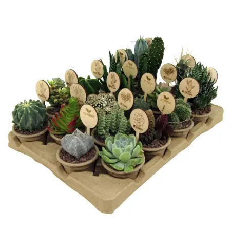 Кактус и суккулент микс ø7 h8 см