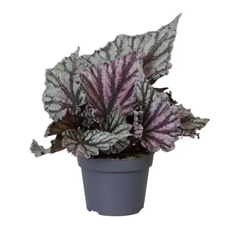 Бегония Рекс ø12 h20 см рекс блэк ключевые процессы тестирования планирование подготовка проведение совершенствование м блэк