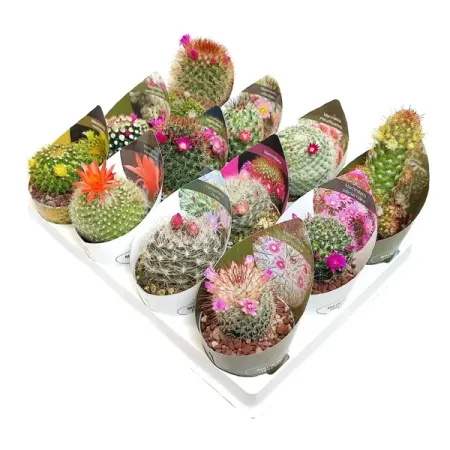 Кактус цветущий микс ø6.5 h8 см