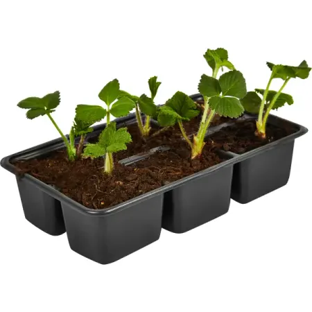 Земляника ранняя микс 6 шт