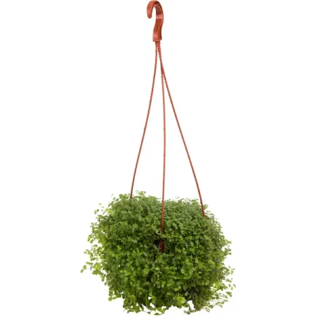 Солейролия d16 h25 миниатюрные подшипники afortunado mr126zz