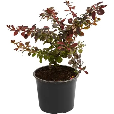 Барбарис Тунберга «Голден Ринг», контейнер 1.5-2 л