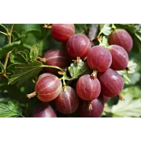 Крыжовник сортовой Краснославянский ø15 h30 см искусственные ягоды рождество красный