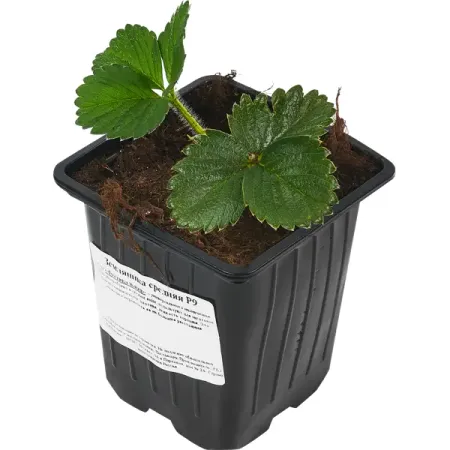 Земляника средняя микс h15 см