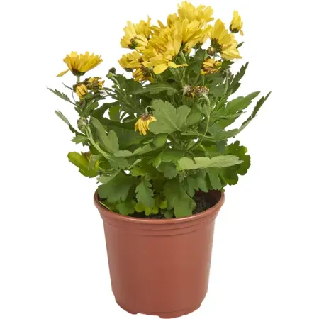 Рассада «хризантема», 20x11 см игорь михайлович шидловский 100 вопросов по географии ответы на которые должен знать каждый