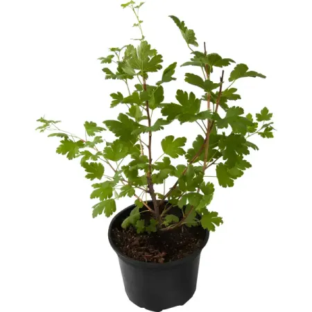 Крыжовник «Шершневский» 17x30 см