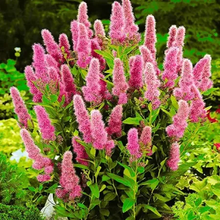 Спирея Билларда ø17 h20 см александр александрович щелоков жаркие горы