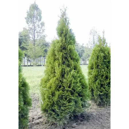 Туя складчатая Гельдерлэнд h60 см эдвин орр отдать себя без остатка богословие пробуждения