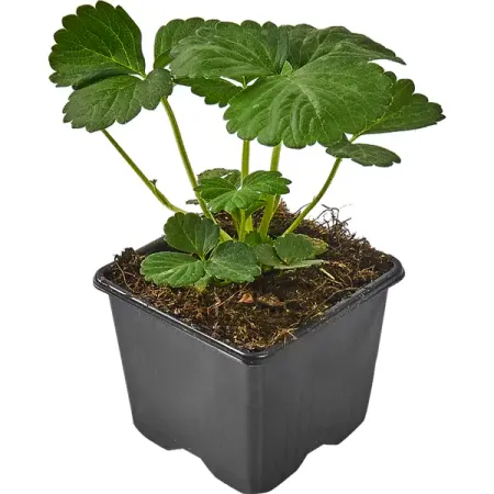 Земляника Альфа 8x7 см