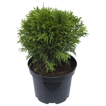 Туя Даника ø17 h25 см