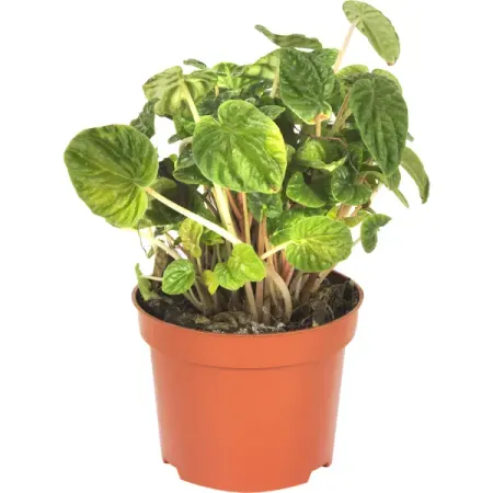 Пеперомия Лилиан 12x35 см