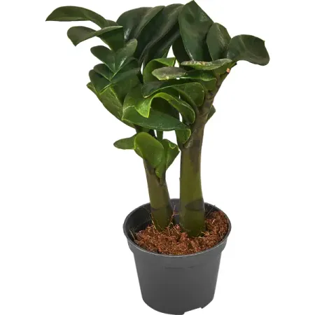 Замиокулькас Зензи ø6 h18 см