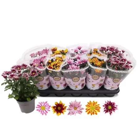 Хризантема микс ø12 h30 см