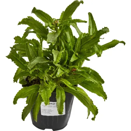 Нивяник Обыкновенный h15 см