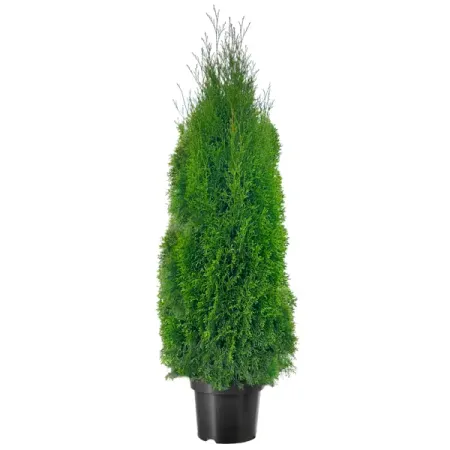 Туя западная Смарагд h160 - 180 см