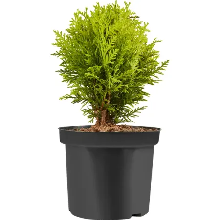 Туя западная Мириам h20 - 30 см копия серебряной монеты дании 1 крона 1618 года