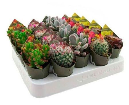 Живое растение Кактус микс в ассортименте в горшке d 5,5 h 14 см, 1 шт наклейки квадраты 105 шт 0 8 см микс ов