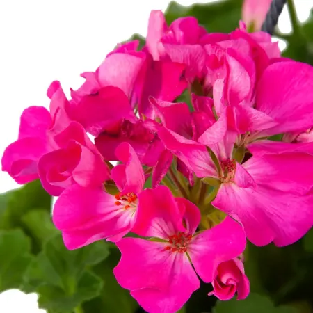 Пеларгония в кашпо ø21 h35 см