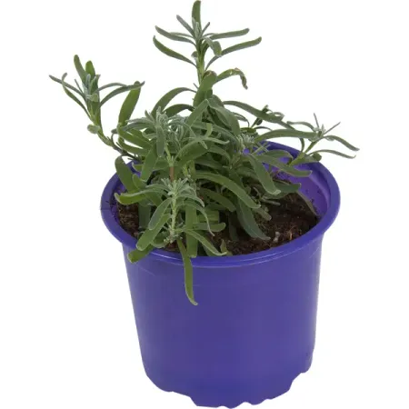 Лаванда ø9 h15 см