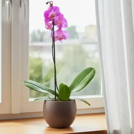 Орхидея Фаленопсис микс ø12 h55 см образцы бабочек 10 шт