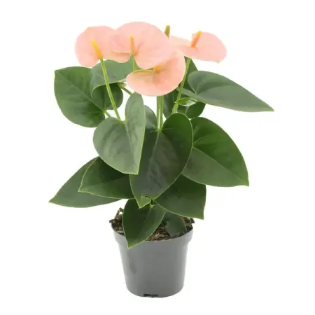 Антуриум Спирит розовый ø9 h25 см