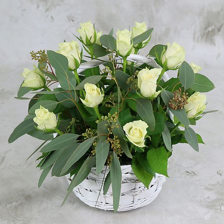 Букет живых цветов БУКЕТ МАРКЕТ ДАРИТЕ С УДОВОЛЬСТВИЕМ 15 белых роз 40 см. с листьями эвкалипта в корзине подарочные пакеты с листьями эвкалипта fengrise