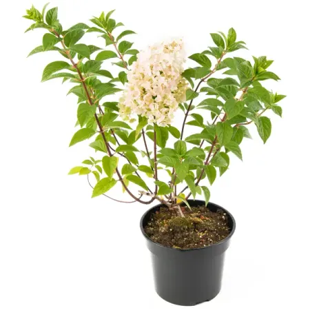 Гортензия метельчатая Sundaefraise ø19 h35-55 см гортензия метельчатая коттон крим ø17 h20 см